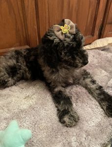 Standard Poodle Puppies