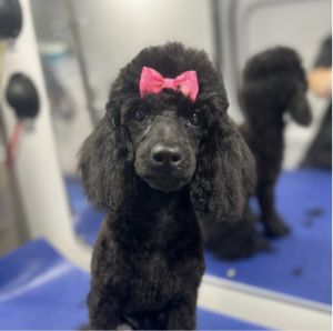 Standard poodle puppy