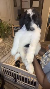 Standard Poodles for Sale
