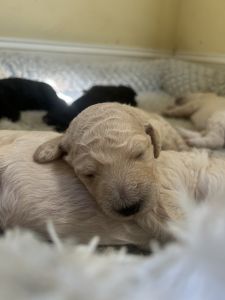 Standard Poodle puppies 12 wks