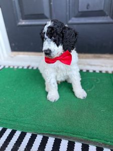 Male standard parti poodle puppy