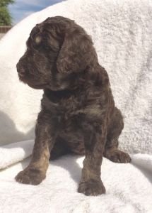 Standard Poodle puppies