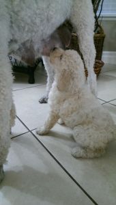 ***STANDARD POODLE PUPS***
