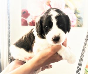 AKC Beautiful Parti-Colored Std Poodle Pups