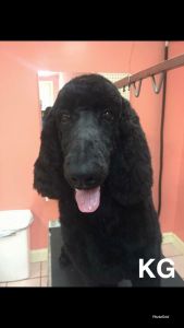 Standard Poodle For Sale
