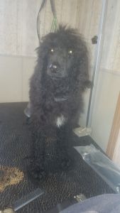 AKC standard poodles