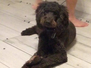 Cafe Au Lait, Chocolate and Silver