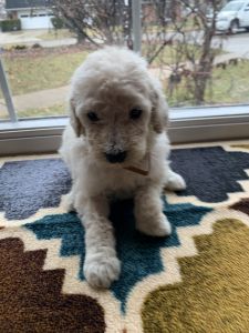 AKC Beautiful Light Colored Male Standard Poodle