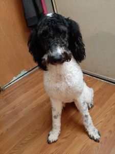Standard poodle with AKC papera for rehoming