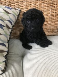 Black Standard Poodle Puppies