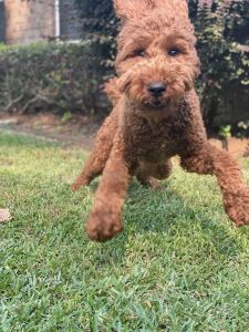 Rehoming full breed standard poodle!!
