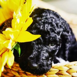 Akc Standard Poodle puppies
