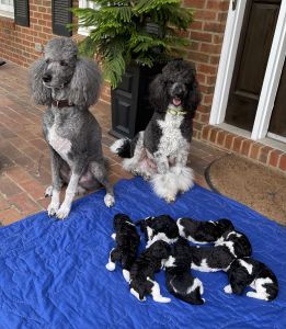 Standard Parti Poodles