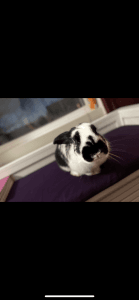 Pet rabbit for sale potty trained