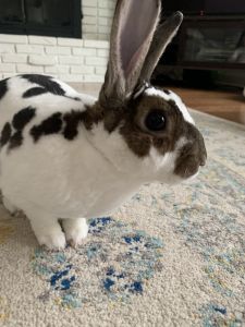 Beautiful Rex rabbit and supplies for sale