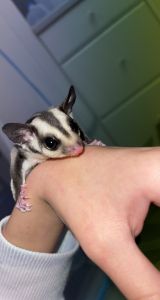 2 Sugar Glider Joeys!