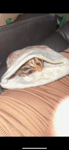 2 male sugar gliders