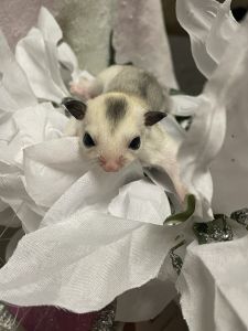 Sugar glider