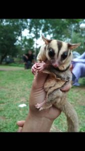 sugar glider for sale