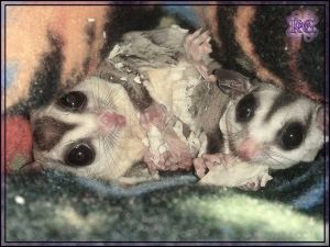 suger glider for sale