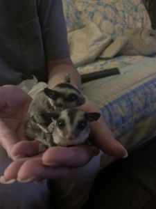 Sugar glider babies for sale