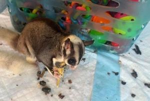 Sugar glider