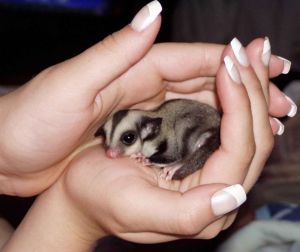 Dont Miss Out Male And Female Sugar Gliders - $160