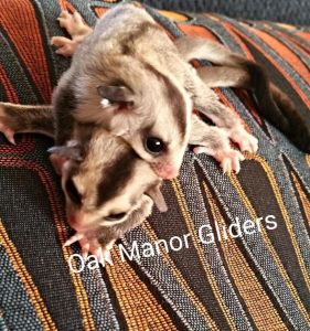 Sugar Glider Joey's available.