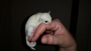 Femate leucistic triple het