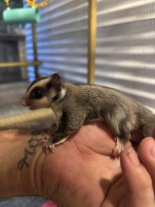 Male and female grey price is for one.