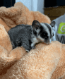 Sugar Gliders