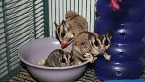 sugar glider for sale