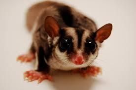 Sugar Glider babies