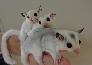 male and Female white face joeys ready to go home