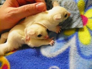White Platinum Mosiac Sugar Glider - For Sale