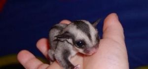 Sugar Glider(mosaic Males And Females)