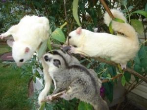 sugar glider joeys