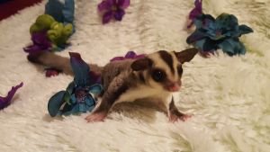 Female gray sugar glider