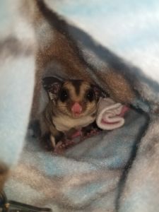 Male sugar glider