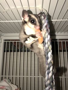 Family of sugar gliders