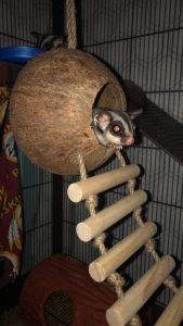 3 SUAGR GLIDERS FOR SALE