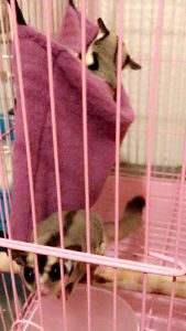 Sugar Gliders & Cage for Sale