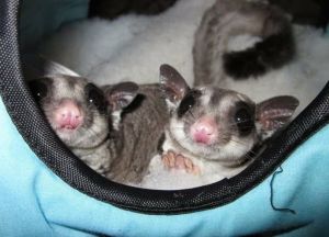 Sugar Gliders for sale