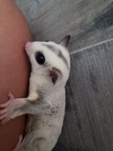 sugar gliders