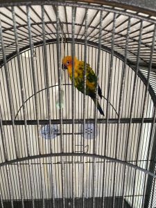Sun Conure