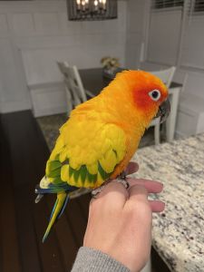 Sun conure