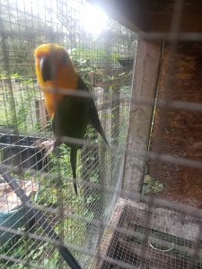 Sun Conure