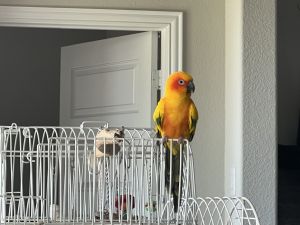 Sun conure 800 dollars