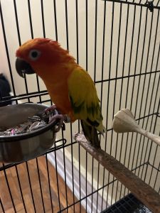 Sun conure
