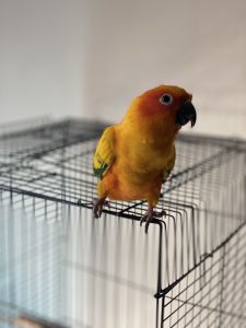 Unfortunately no longer able to care for my pet Rio